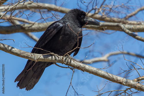 adorable black crow on branch of tree in Kyoto close to river Katsura