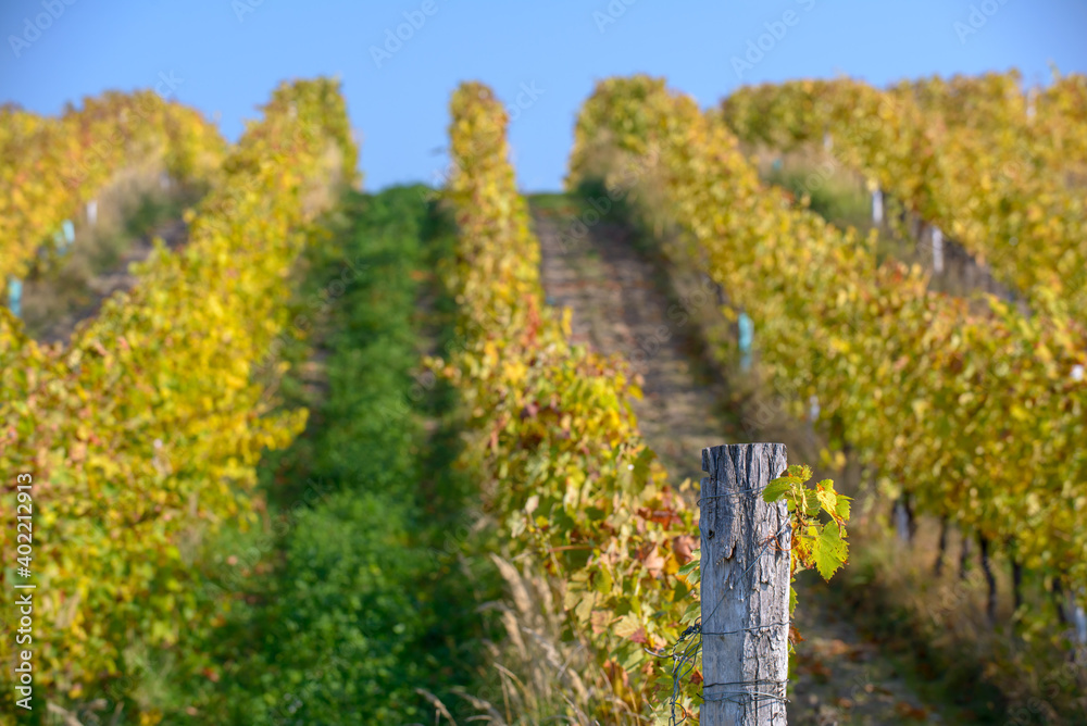 Obraz premium South Moravian landscape, vineyards, Czechia