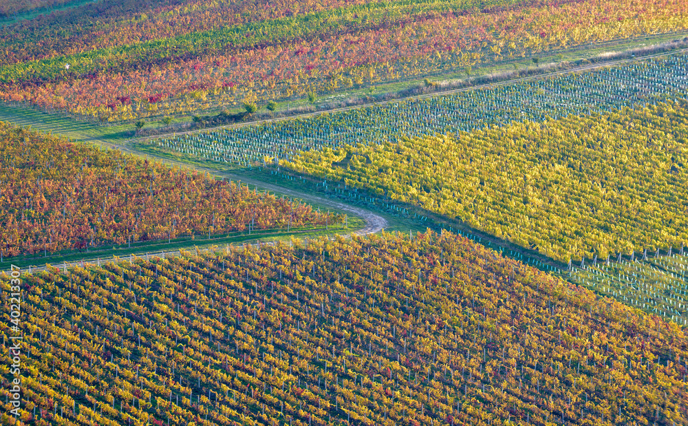 South Moravian landscape, vineyards, Czechia