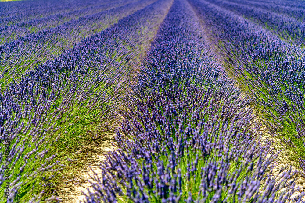 Naklejka premium lavender field