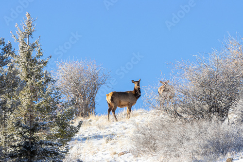 Herd of Rocky Mountain Elk © swkrullimaging