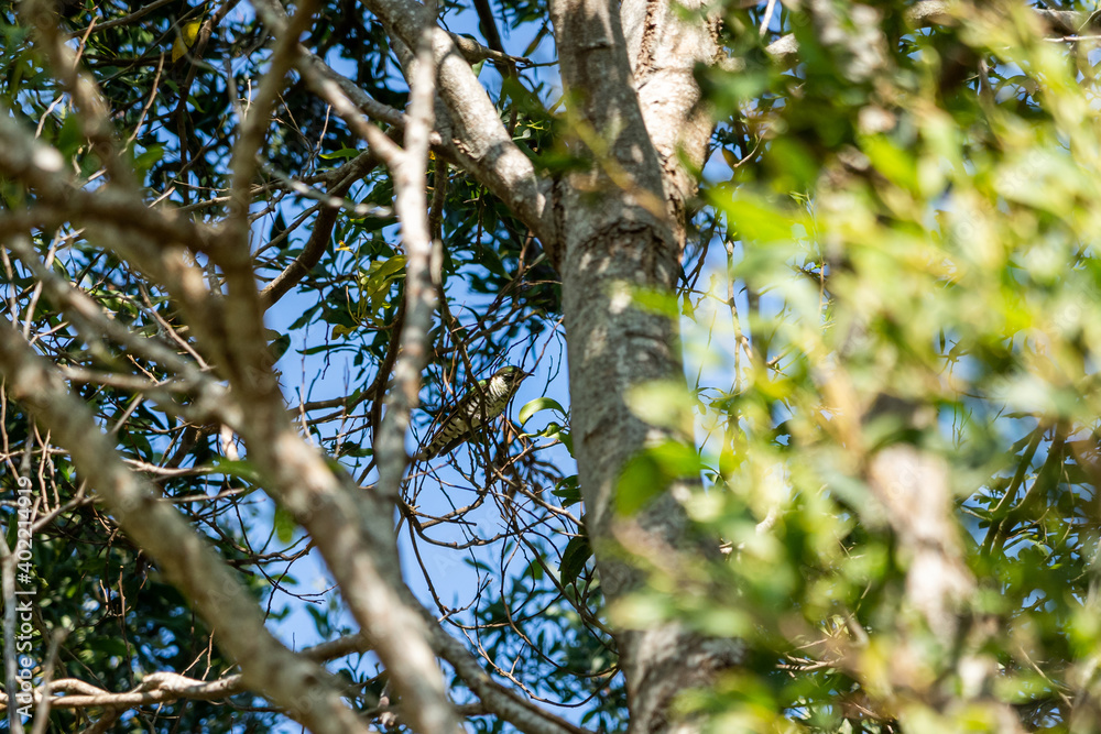 shining cuckoo between the branches shining cuckoo between the branches