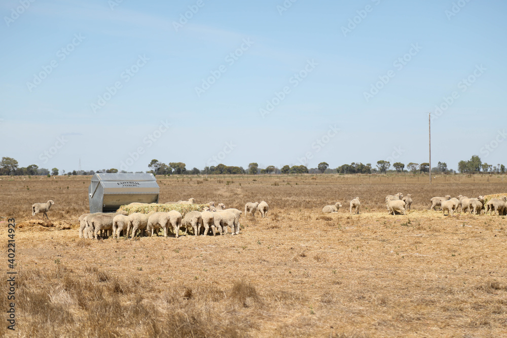 Flock of sheep feeding from large hay bale and feeder
