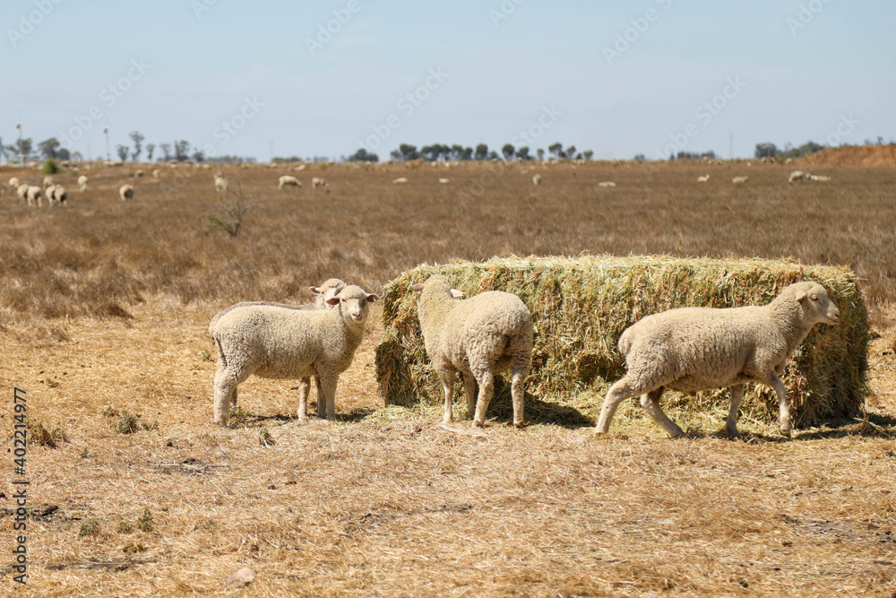 Flock of sheep feeding from large hay bale and feeder