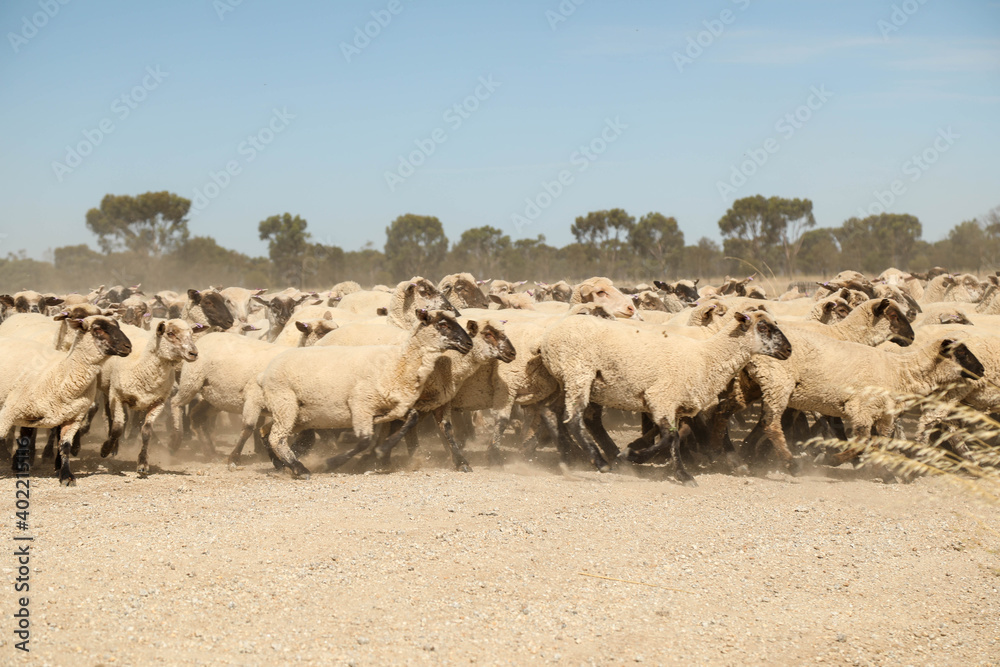 Flock of sheep being moved along dusty country road in rural Australia