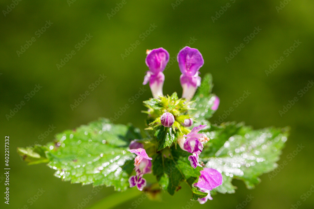 Close up picture of a Common hedgenettle, also known as purple betony from the Lamiaceae family in front of a green background. It is native to Europe. Close up picture of a Common hedgenettle, also known as purple betony from the Lamiaceae family in front of a green background. It is native to Europe.