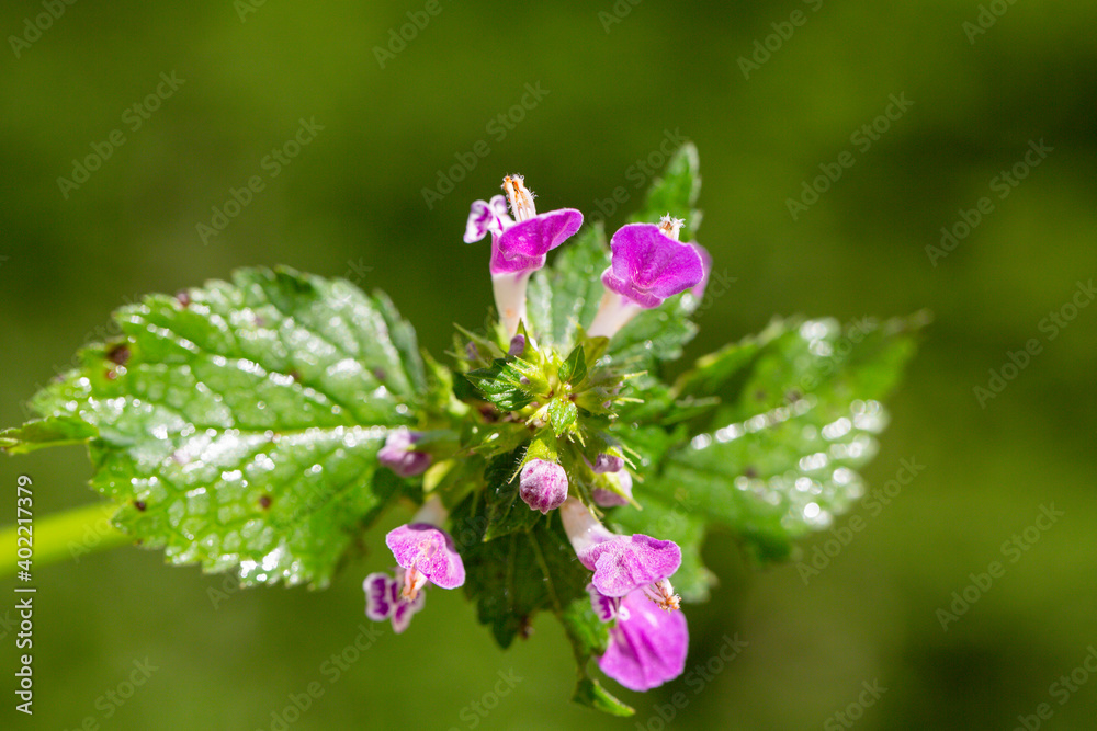 Close up picture of a Common hedgenettle, also known as purple betony from the Lamiaceae family in front of a green background. It is native to Europe. Close up picture of a Common hedgenettle, also known as purple betony from the Lamiaceae family in front of a green background. It is native to Europe.