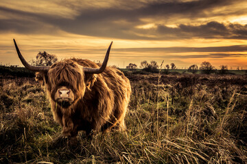 Tableau sur plexiglas Animaux Taureaux Highland écossais dans réserve naturelle  © web