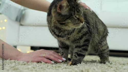 Cute one-eyed kitty caresses about female hands. Volunteer girl sheltered an abandoned crippled animal.