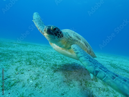sea turtle underwater swim slow motion with sun ocean scenery blue water  © underocean