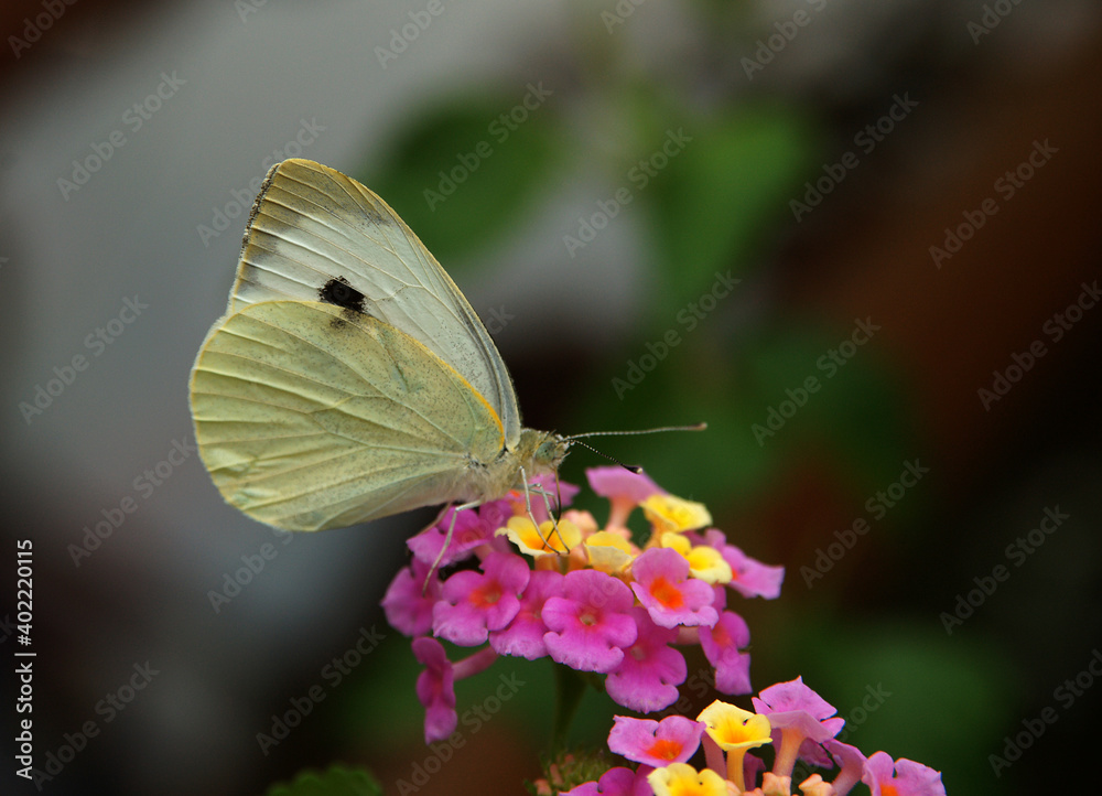 A beautiful, close up shot of a scenery that captures a light colored, mottled butterfly on flower in front of a blurry background. A beautiful, close up shot of a scenery that captures a light colored, mottled butterfly on flower in front of a blurry background.