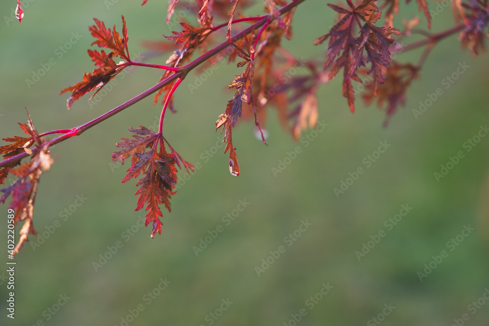 Acer palmatum dissectum red leaves with rain drops on a blurry green background Acer palmatum dissectum red leaves with rain drops on a blurry green background