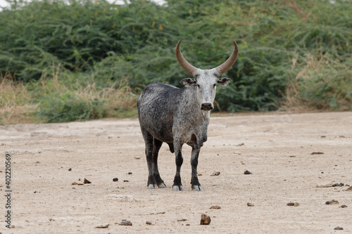 a bull with huge big horns stands in a dry valley of the desert and looks into the dry distance