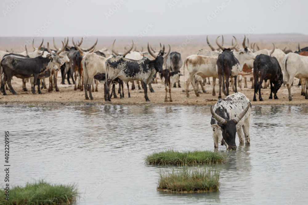 Obraz premium a herd of cows and bulls sees water from a pond