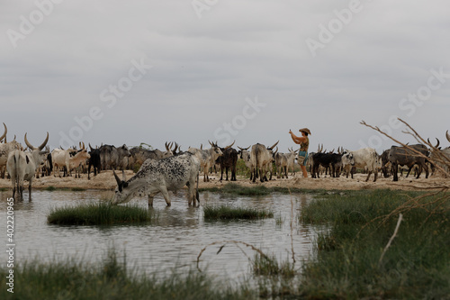 a herd of cows and bulls sees water from a pond