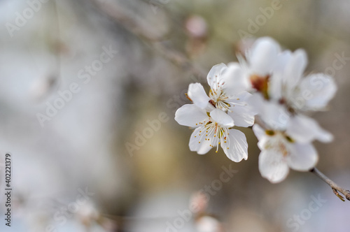 blossom in spring