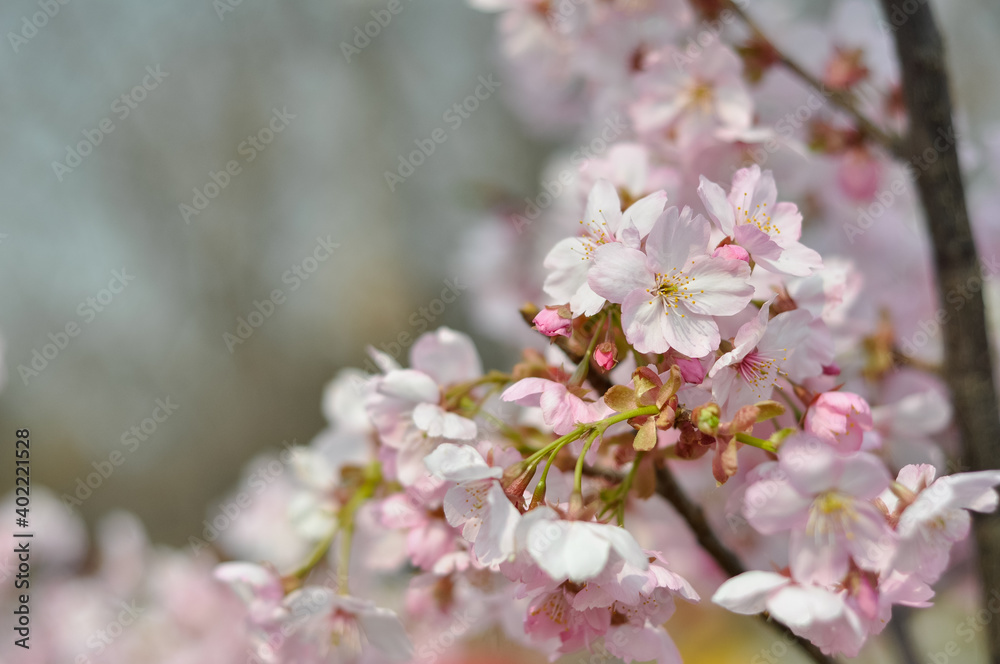 cherry blossom