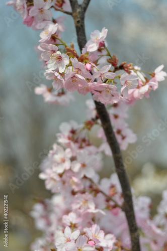 cherry blossom