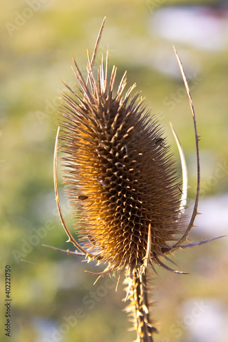 Thorny tease fruit with seeds. The beautiful tease fruit has sharp needles.