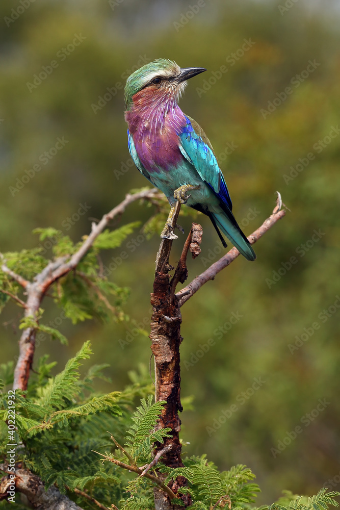 The lilac-breasted roller (Coracias caudatus) sitting on the branch.Lilac colored bird with green background.A typical African bird predator sitting on a thin branch, image of an African safari.