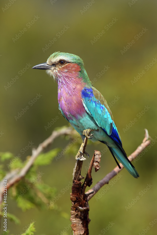 The lilac-breasted roller (Coracias caudatus) sitting on the branch with green background.Very colorful violet-blue big bird on a branch with a green background. The lilac-breasted roller (Coracias caudatus) sitting on the branch with green background.Very colorful violet-blue big bird on a branch with a green background.