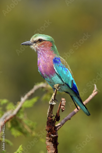 The lilac-breasted roller (Coracias caudatus) sitting on the branch with green background.Very colorful violet-blue big bird on a branch with a green background.