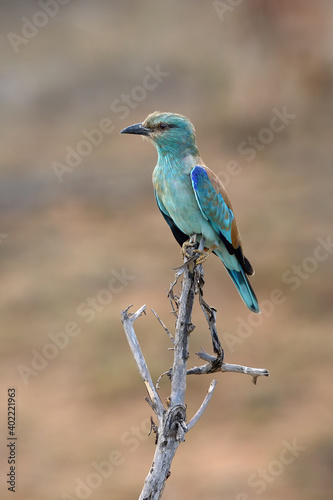 The European roller (Coracias garrulus) sitting on the branch with brown background.European roller sitting in its winter quarters in the African dry bush.