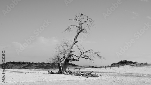 Winter landscapes with trees and other objects in black & white expressing sadness and loneliness in cases of loss or death