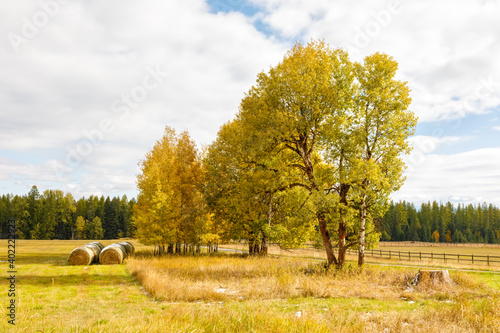 Fall foliage next to a farm field with hay bales coated with a slight covering of snow.