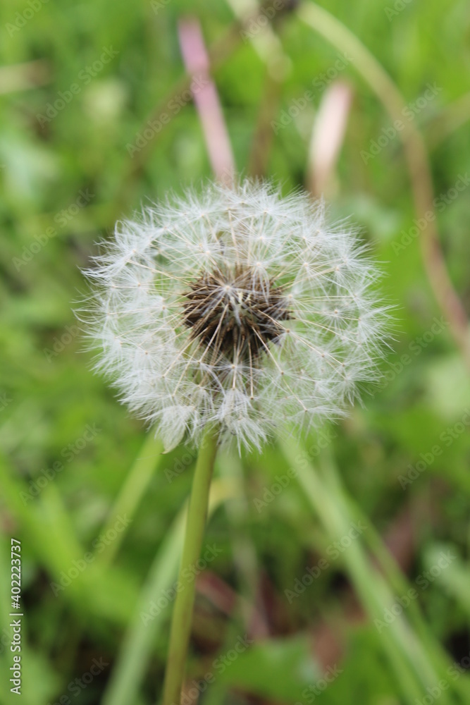Diente de león, flor blanca, vertical Diente de león, flor blanca, vertical