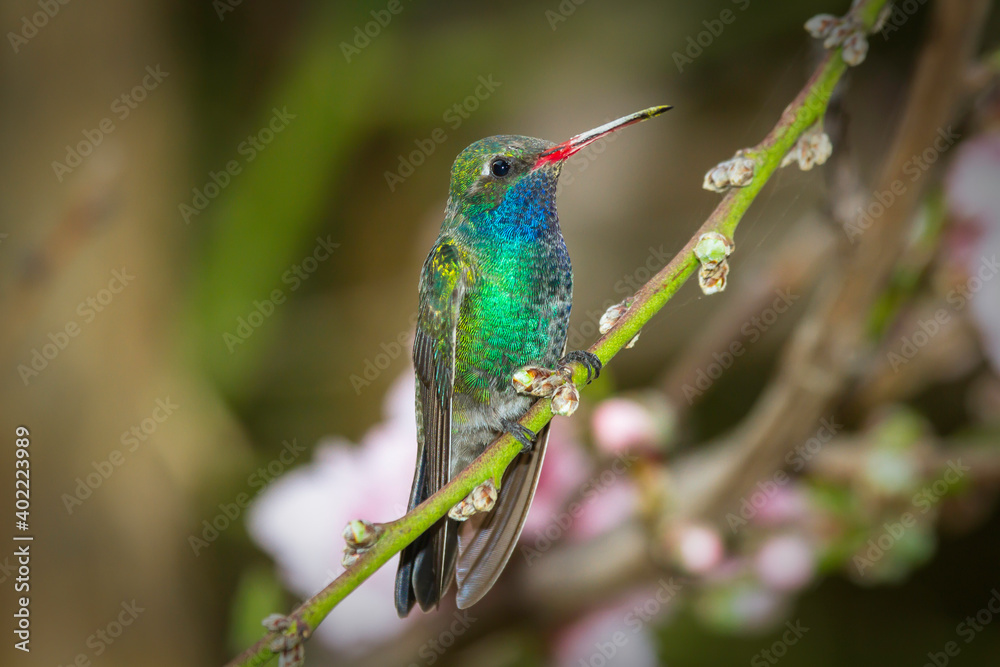 Fototapeta premium hummingbird on a branch
