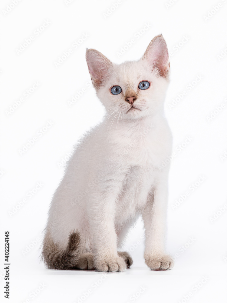 A small blue-eyed tabby kitten is sitting. Isolation on a white background