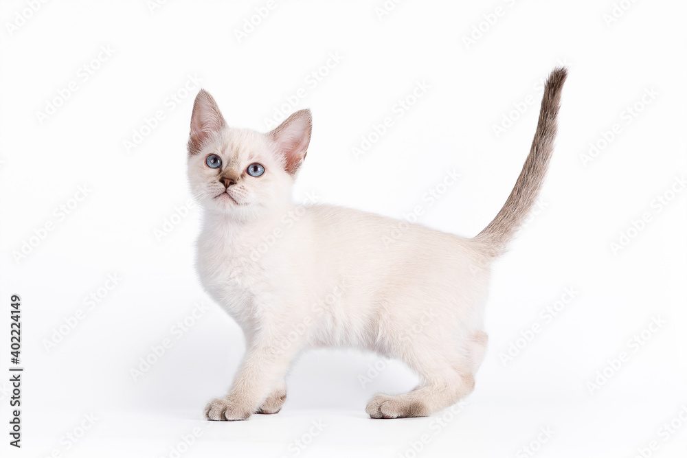 A small blue-eyed tabby kitten stands sideways. Isolation on a white background