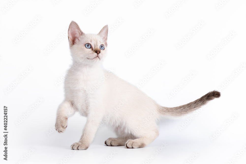 A small blue-eyed tabby kitten looks up with its paw raised. Isolation on a white background