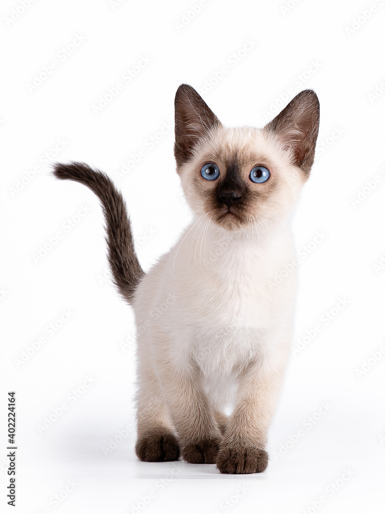A small blue-eyed Thai kitten walks forward and looks up. The tail is up. Isolation on a white background