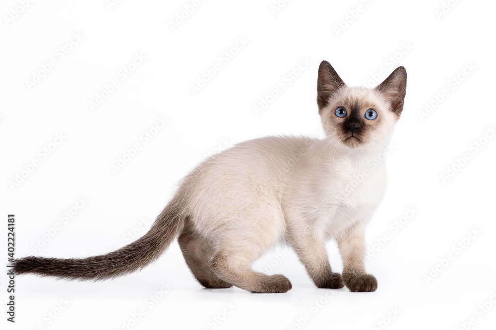 A small blue-eyed Thai kitten stands sideways. Isolation on a white background