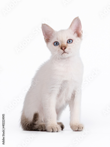 A small blue-eyed tabby kitten is sitting. Isolation on a white background