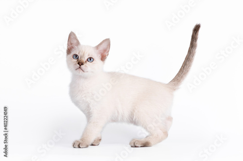 A small blue-eyed tabby kitten stands sideways. Isolation on a white background