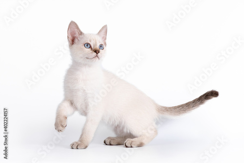 A small blue-eyed tabby kitten looks up with its paw raised. Isolation on a white background
