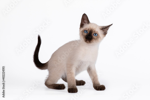 A small blue-eyed Thai kitten with a flattened ear. Isolation on a white background © Светлана Федоренко