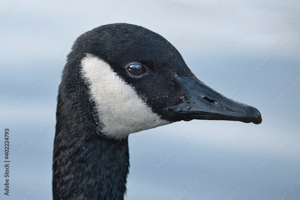 bernikla kanadyjska, Branta canadensis, Canada goose bernikla kanadyjska, Branta canadensis, Canada goose