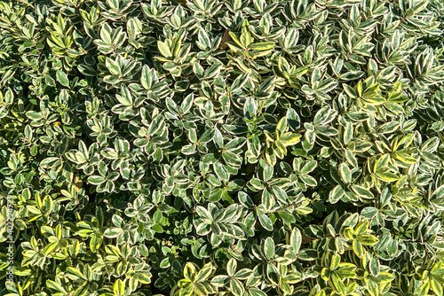 Beautiful background of Euonymus fortunei spindle  wintercreeper  shrub with green  yellow and white leaves. Bright colors. Dublin  Ireland