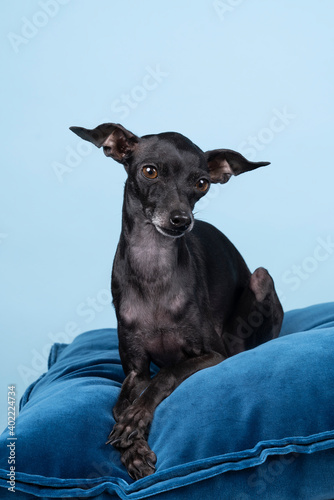 Italian greyhound dog  lying on a blue pillow against a blue background photo