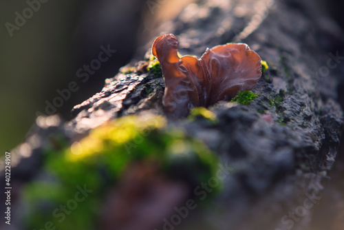 Uszak bzowy, Auricularia auricula-judae photo