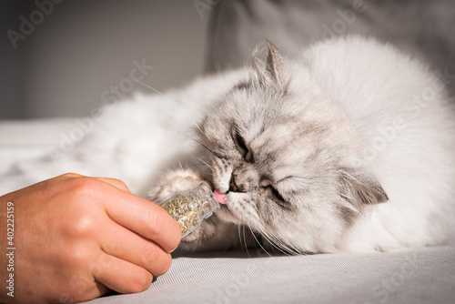 Man giving catnip to his lovely cat. Cat eating catmint photo