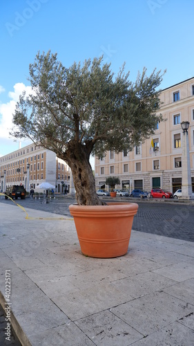 Olive decorative trees in the clay pots