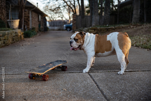 Fototapeta Naklejka Na Ścianę i Meble -  Hefty brown and white bulldog poses near skateboard