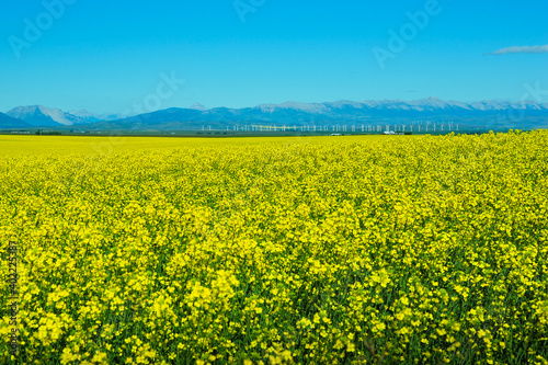 Deep field of yellow Canola oil flowers stretches over Prairie farmland of Alberta Canada with white wind mills in the distance © LaurieSH