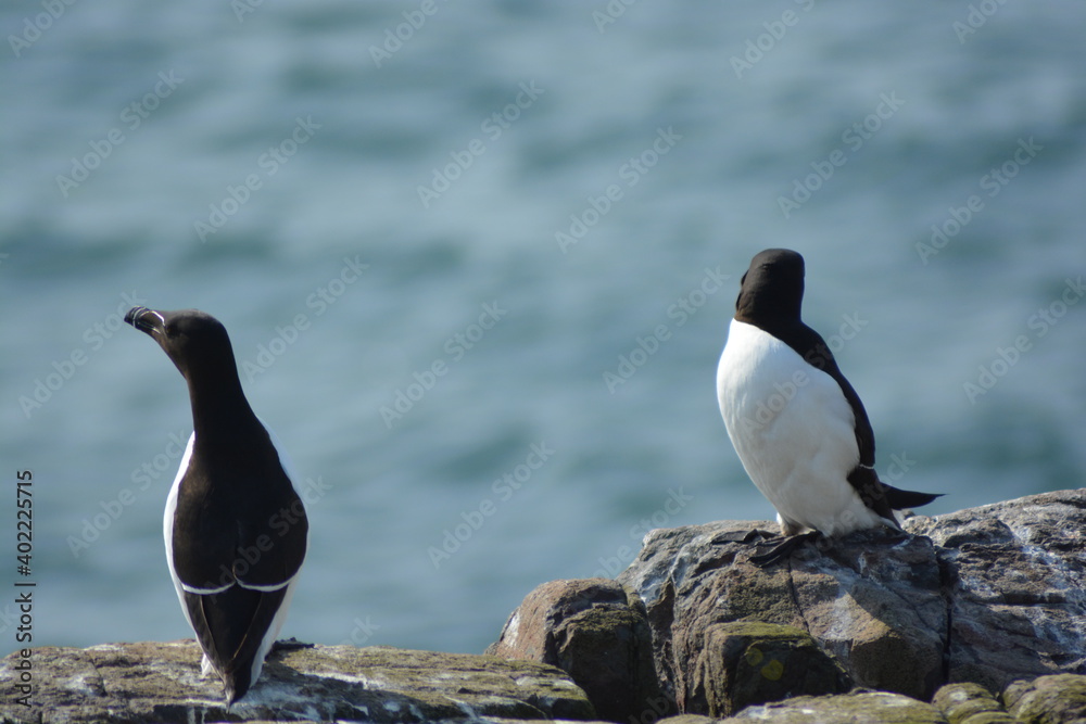 Obraz premium Two Common Guillemots (Uria aalge) sitting on the rocks of the Farne islands, North Sea, Northumberland coast. 