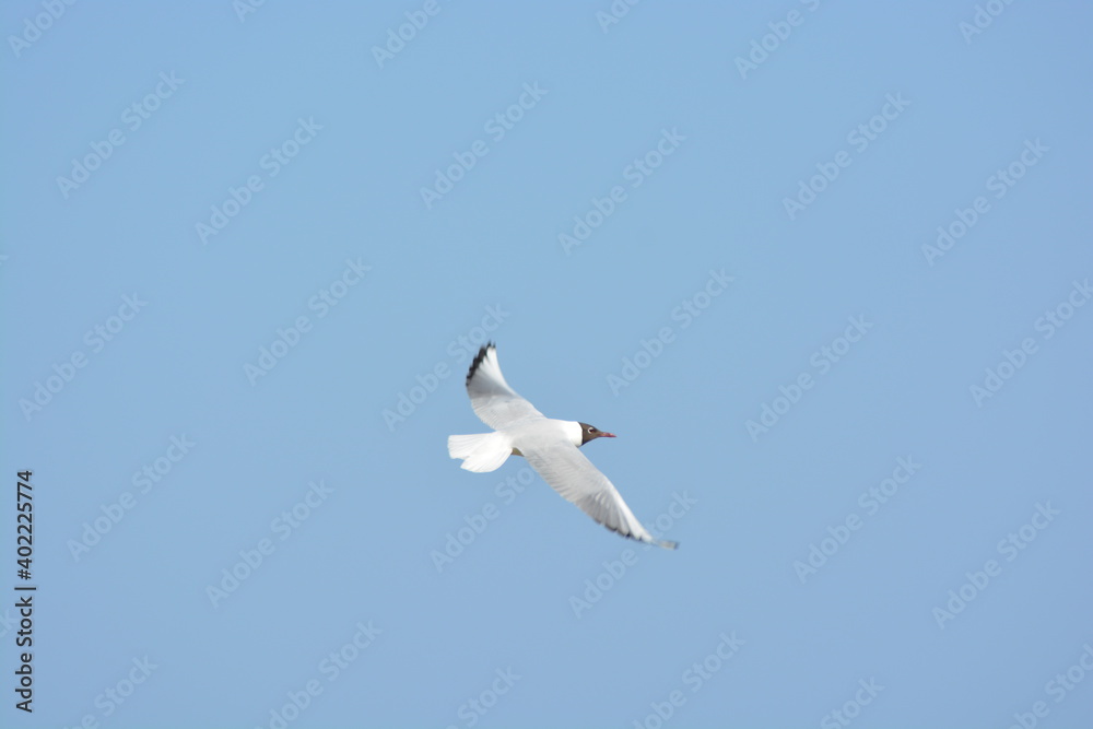 A black-headed gull flying in the sky at the Farne islands, North Sea, Northumberland coast. Photo taken at Farne Islands National Nature Reserve. A black-headed gull flying in the sky at the Farne islands, North Sea, Northumberland coast. Photo taken at Farne Islands National Nature Reserve.